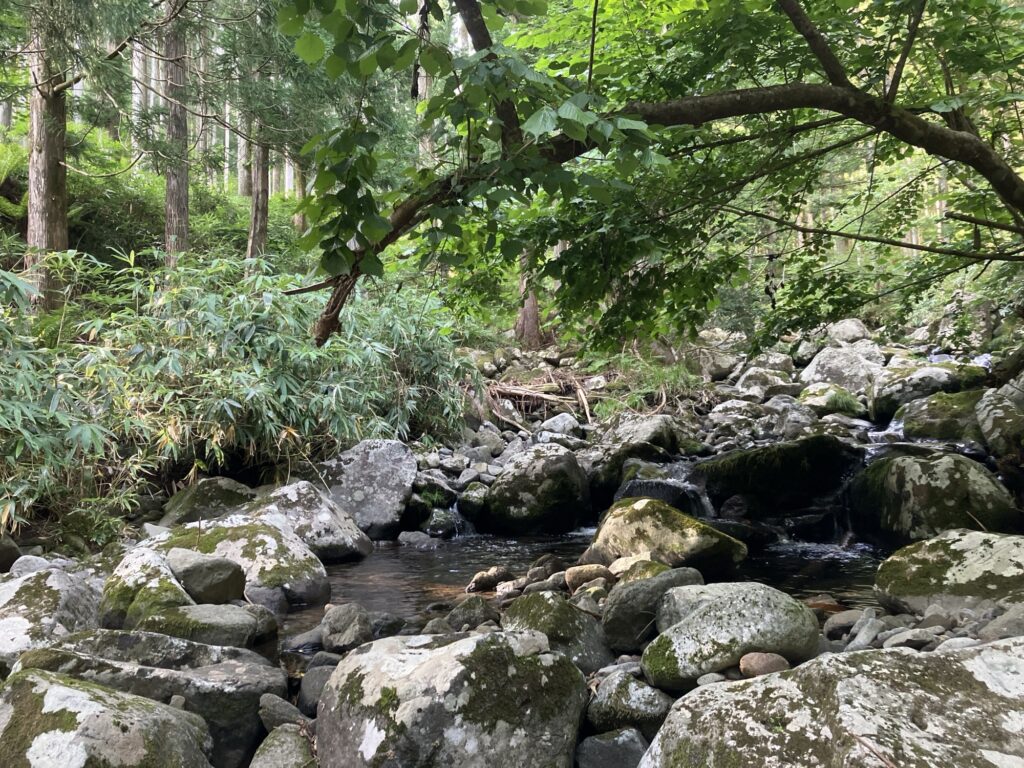 渓流の様子を捉えた画像。豊かな緑に囲まれた岩だらけの小川が流れ、木々の間から日光が差し込む。