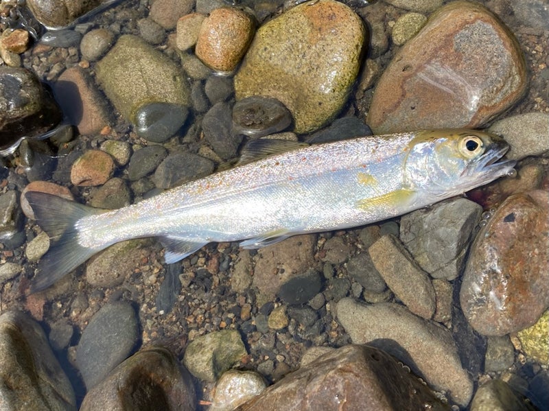 十津川村の渓流で、Dコンタクト50で釣った20ｃｍの天然のシラメ（ネイティブトラウト）