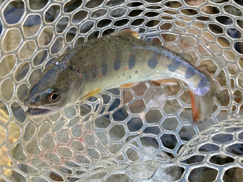 十津川村の渓流で釣った２４ｃｍの天然アマゴ（ネイティブトラウト）
