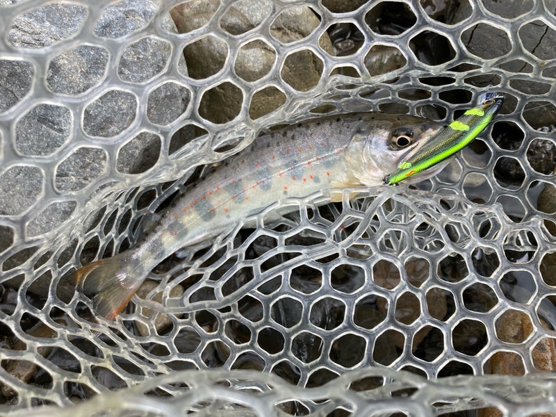 十津川村の渓流で、Dコンタクトで釣った２４ｃｍのアマゴ