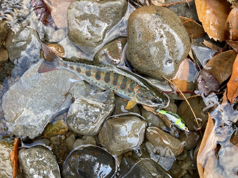 十津川村の渓流で、Dコンタクト50で釣った20ｃｍの天然アマゴ（ネイティブトラウト）