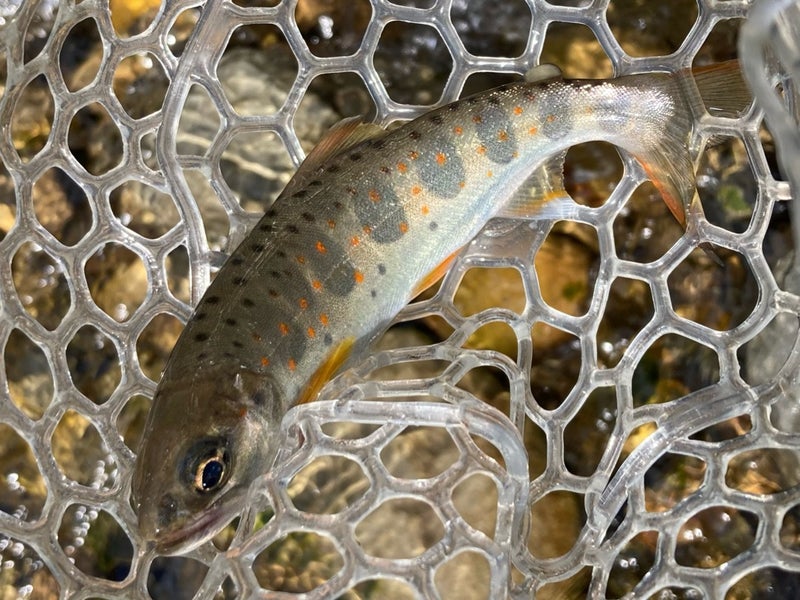 十津川村の渓流で、Dコンタクト50で釣った22ｃｍの天然アマゴ（ネイティブトラウト）