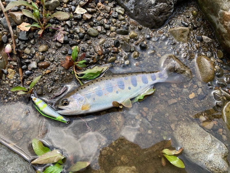 十津川村の渓流で、Dコンタクト50で釣った天然アマゴ（ネイティブトラウト）