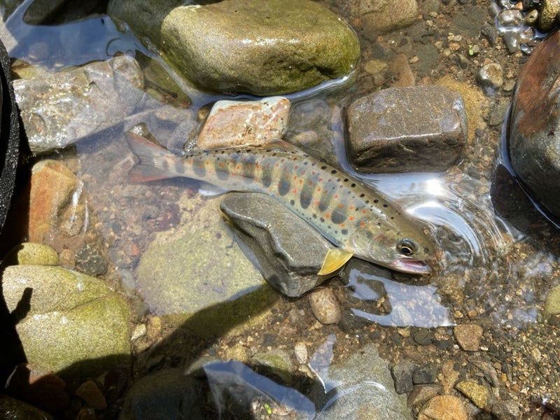 十津川村の渓流で、Dコンタクト50で釣った綺麗な20ｃｍの天然アマゴ（ネイティブトラウト）
