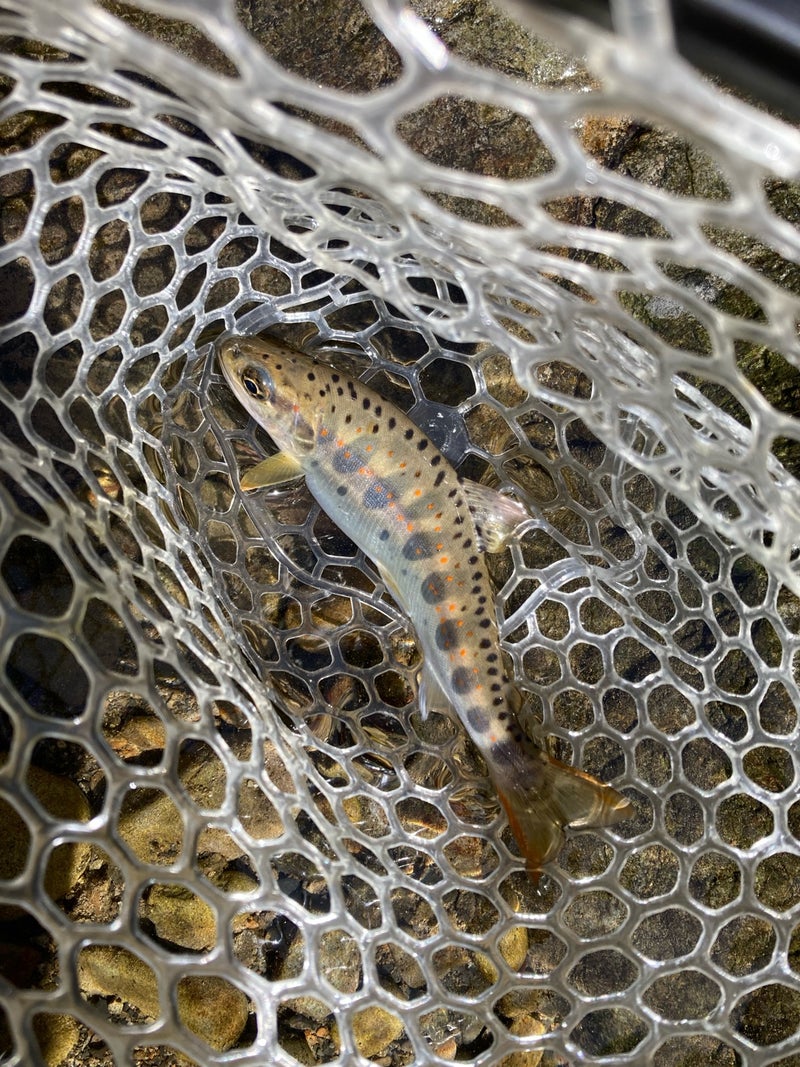 渓流用のシリコンラバーネットの中にいる茶色いトラウトの魚の画像