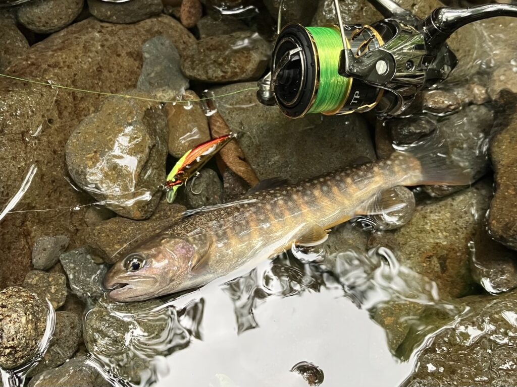水中の岩の上にいる魚と釣り糸の端にかかったルアーの画像