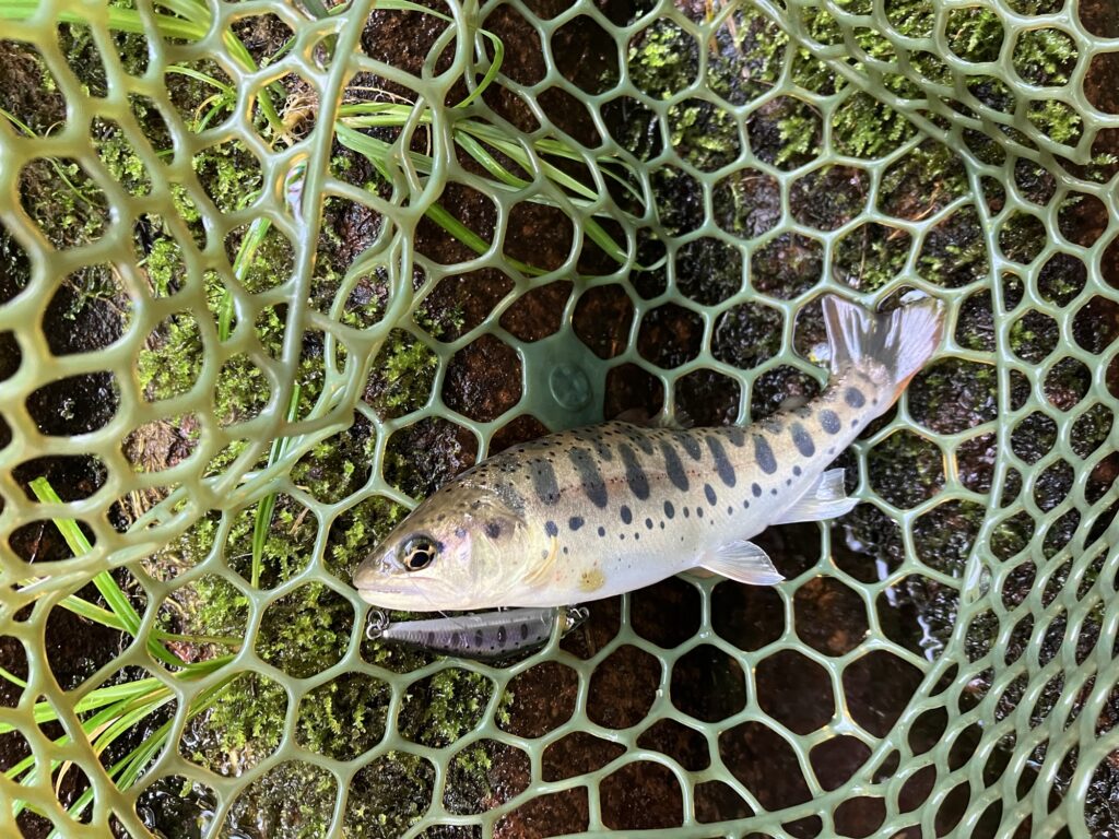 石川県金沢市の浅野川の枝沢で釣れた美しい天然のヤマメ17cm