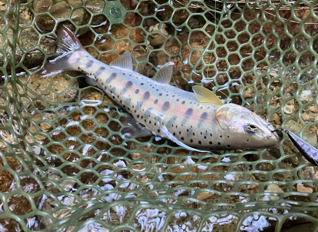 網の中にいるヤマメ、流れの中で水に濡れている様子