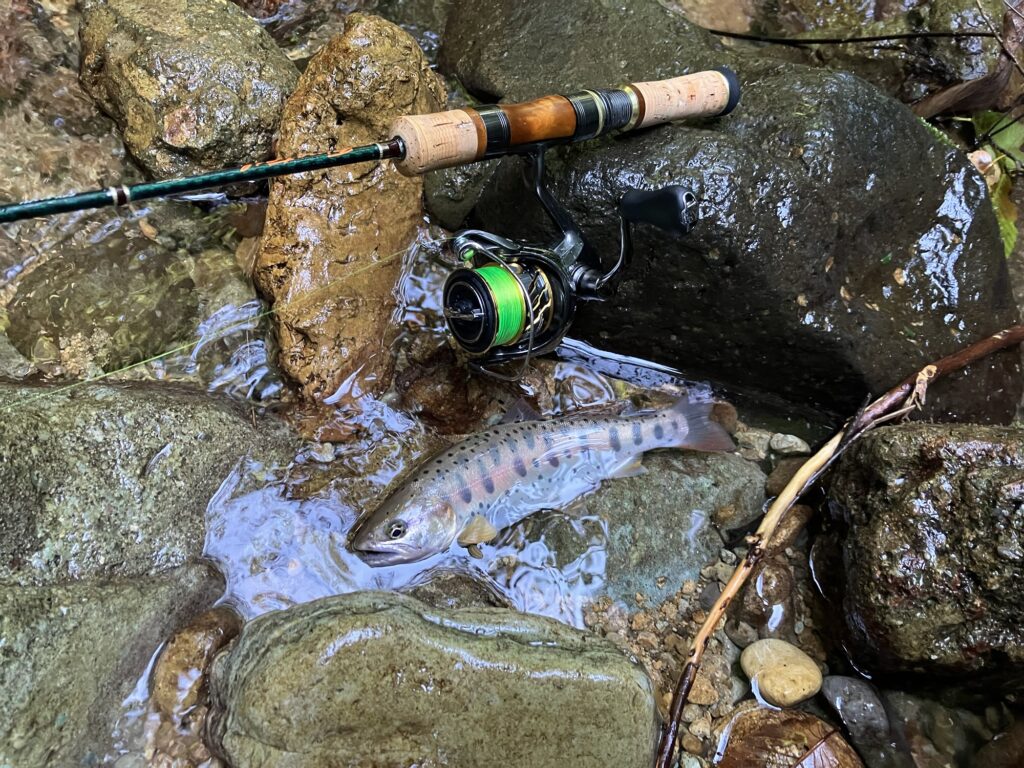 浅野川の岩場に流れ込む水の中に、ネイティブヤマメと釣り竿が写っている画像。
