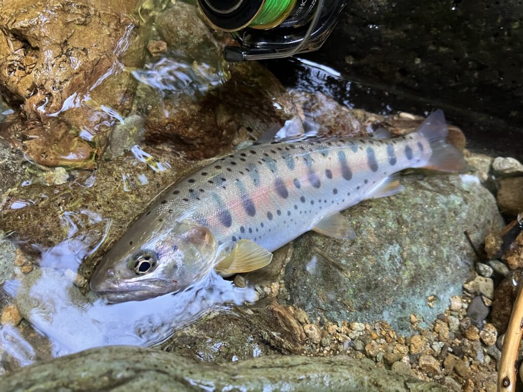 本流筋から遡上してきたと思われる、美しく体高もあるコンディション良好のヤマメ24cm