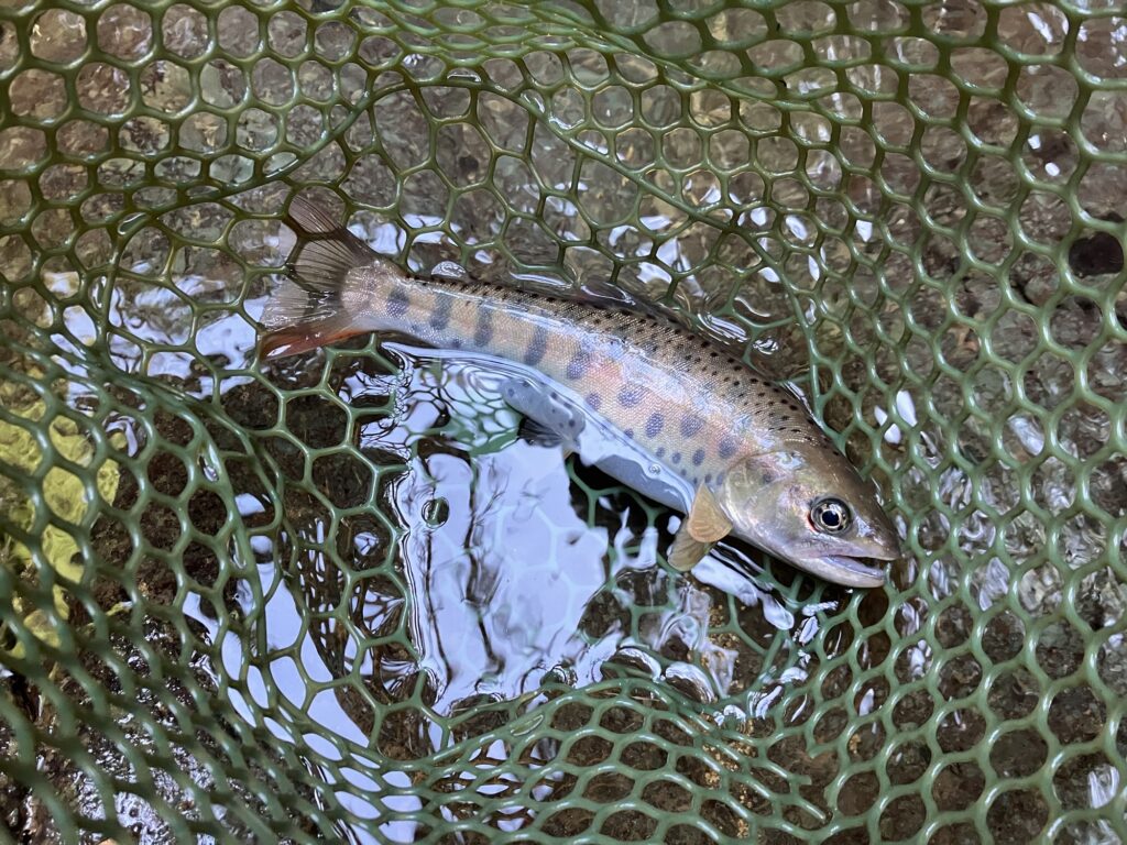水中の網の中にいるヤマメの魚