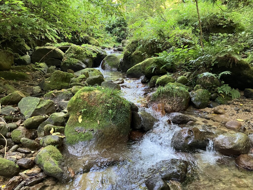 緑の苔に覆われた岩が散らばる石川県金沢市の渓流の風景。水が小さな滝を作りながら流れている。周りには豊かな植物が生い茂り、自然の美しさを感じさせるシーン。