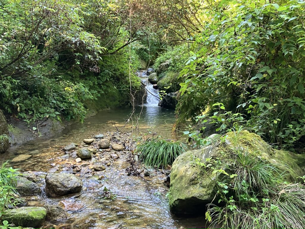 小川と周囲の緑豊かな植物が映る自然の風景
