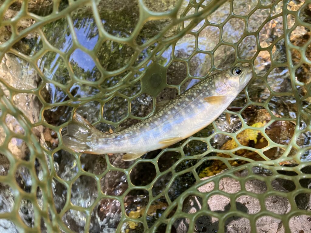 午後から、2本目の支流で釣れた金沢のヒライワナ