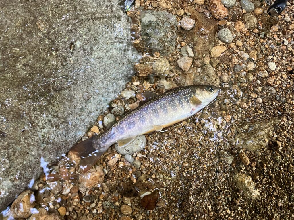 北陸遠征渓流釣行、最後のポイントとなった滝壺でヒットしたイワナ。