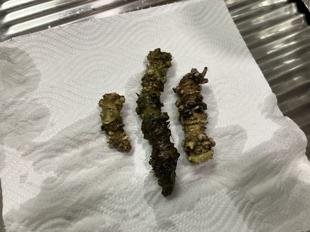 北陸・金沢市内の渓流で採った天然ワサビ