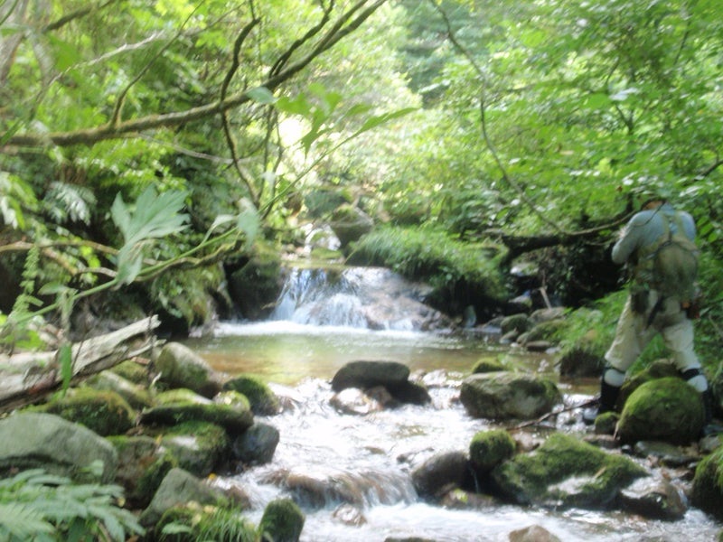 石川県金沢市の浅野川水系の支流でイワナとヤマメを狙うSHひろあき