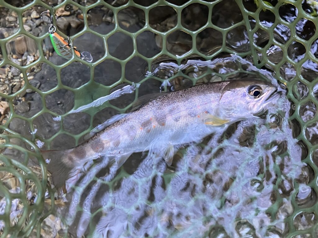 郡上市の渓流でDコンタクト50ｍｍで釣った18ｃｍの白いアマゴ