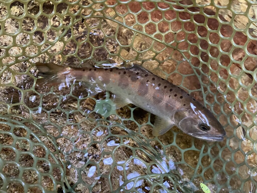 岐阜県郡上市の渓流で、リュウキ50ｓで釣ったアマゴ。
産卵を意識してか黒くなりつつあるかっこいい23ｃｍの源流アマゴ