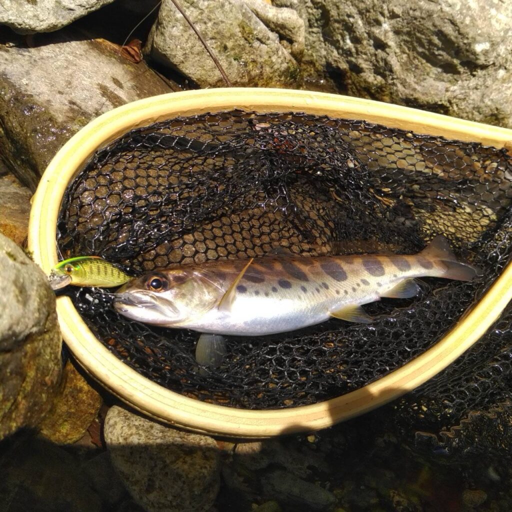 郡上市の渓流で1oz4everが釣った２１ｃｍのアマゴ