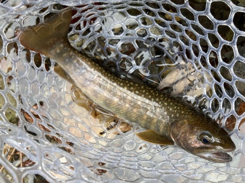 水中のスミス　ミニラバーネット　コルク40のネットに入った魚