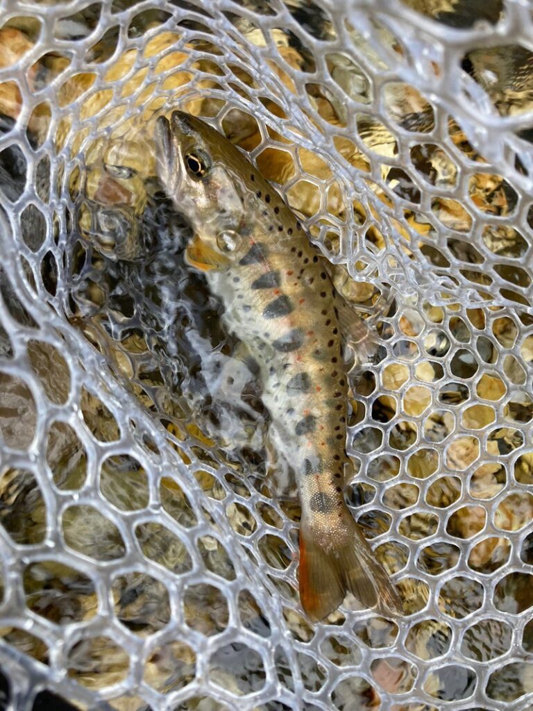 シリコンラバーネットの中にいる魚のクローズアップ。網目状の構造が特徴的で、水中の環境が映り込んでいる。