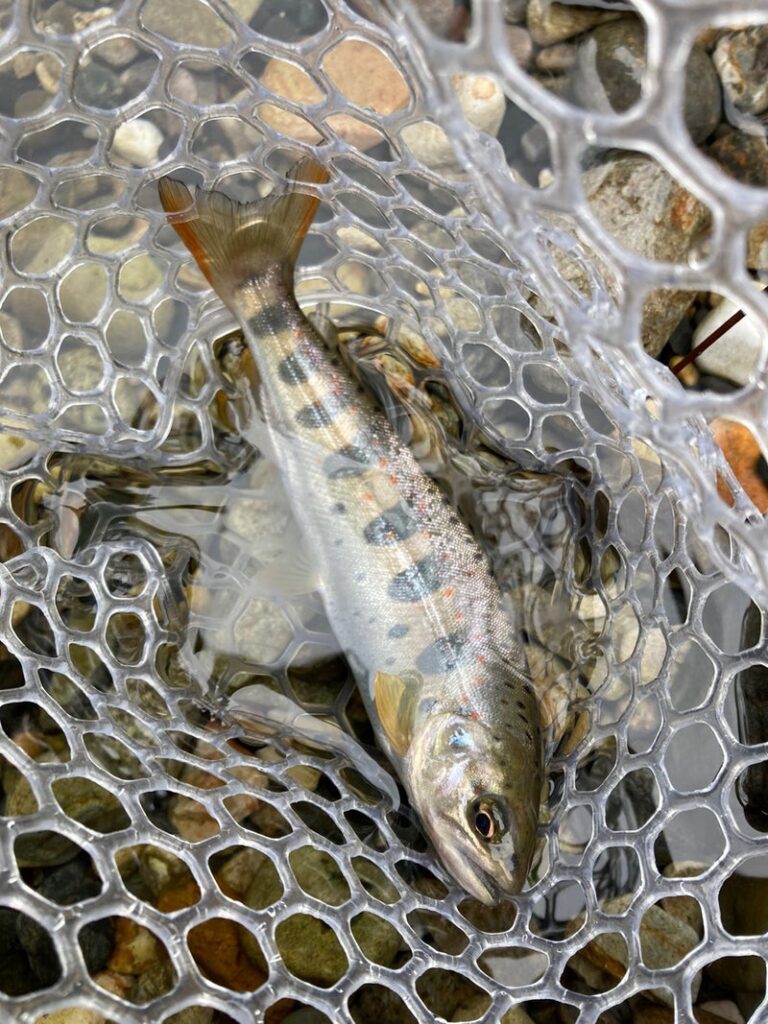 渓流用のシリコンラバーネットの中に泳ぐアマゴの画像。ネットの構造が見える。