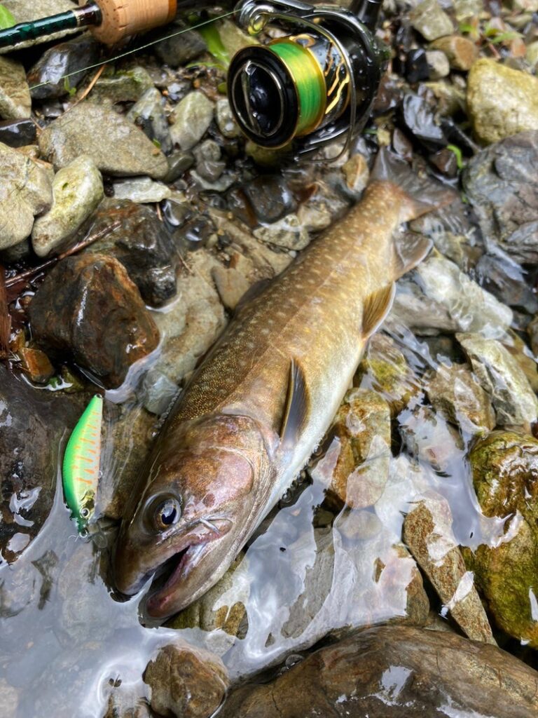 流れの中にいる尺上（32ｃｍ）イワナとツインパワー、リフレイン50HS、周囲には石が点在している画像