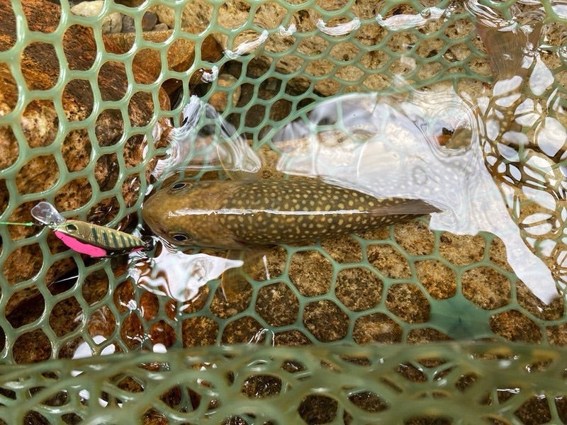 網の中にいる魚とカスタムルアーが水中で見える様子