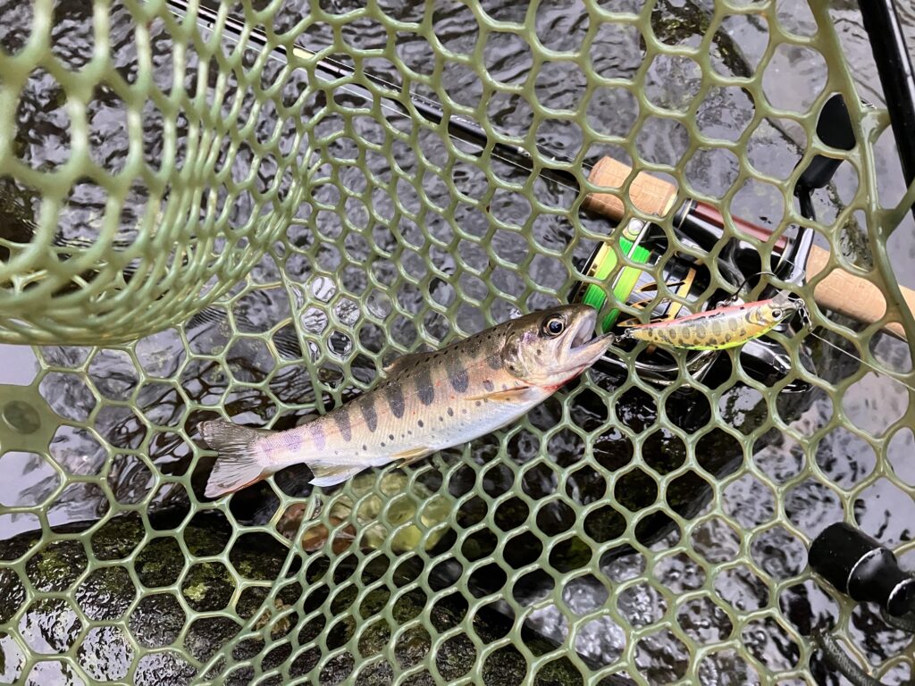 水中のネットに入ったアマゴが見える画像