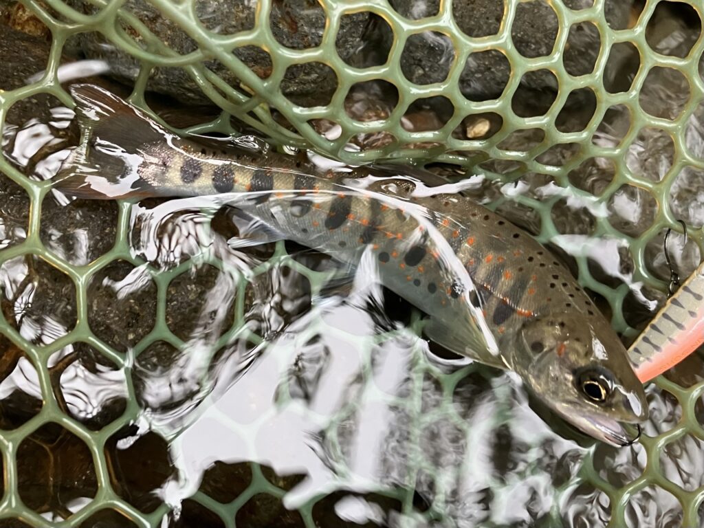 水中のネットに収まっているアマゴの魚。