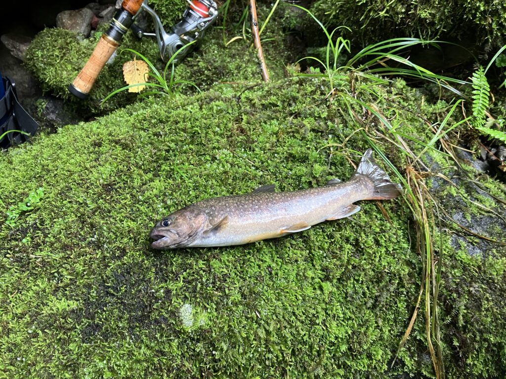 川の岩の上に横たわるアマゴの魚。周囲は緑の苔に覆われ、釣具が近くに置かれている。