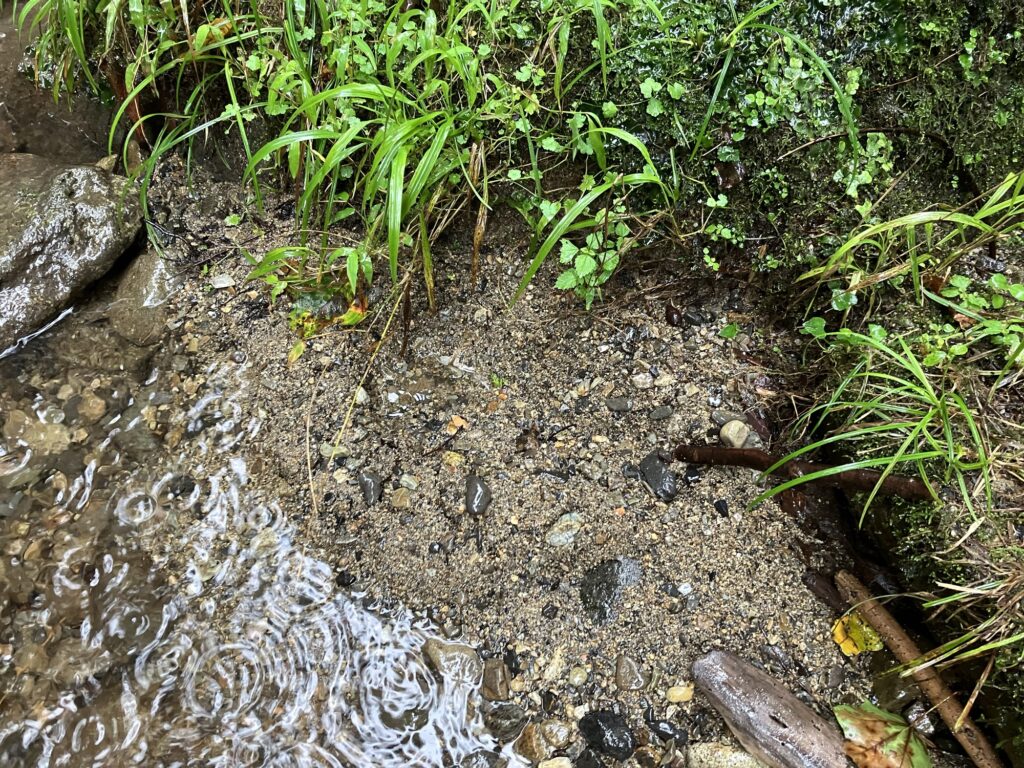 渓流の横に生えている緑の植物と砂利の様子を撮影した画像。水面には雨滴が落ちて波紋が広がっている。
