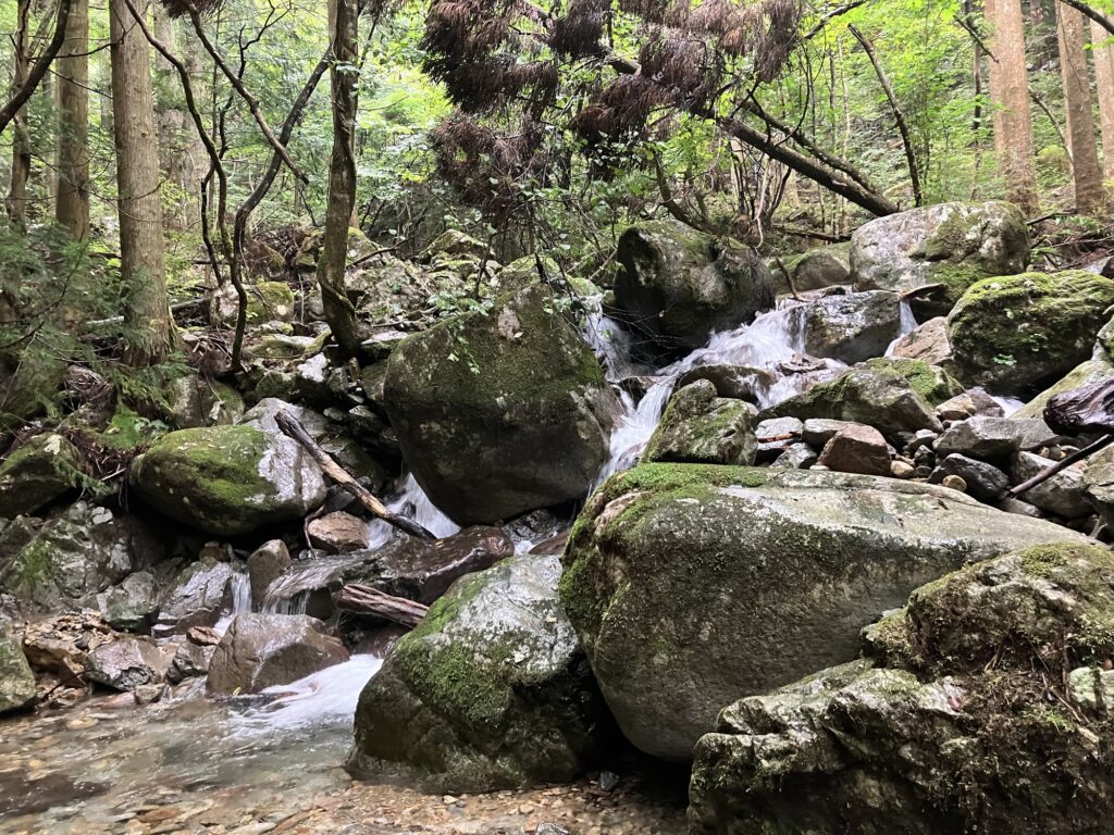 緑豊かな森の中を流れる落差の激しい沢。アマゴの生息は確認できた。