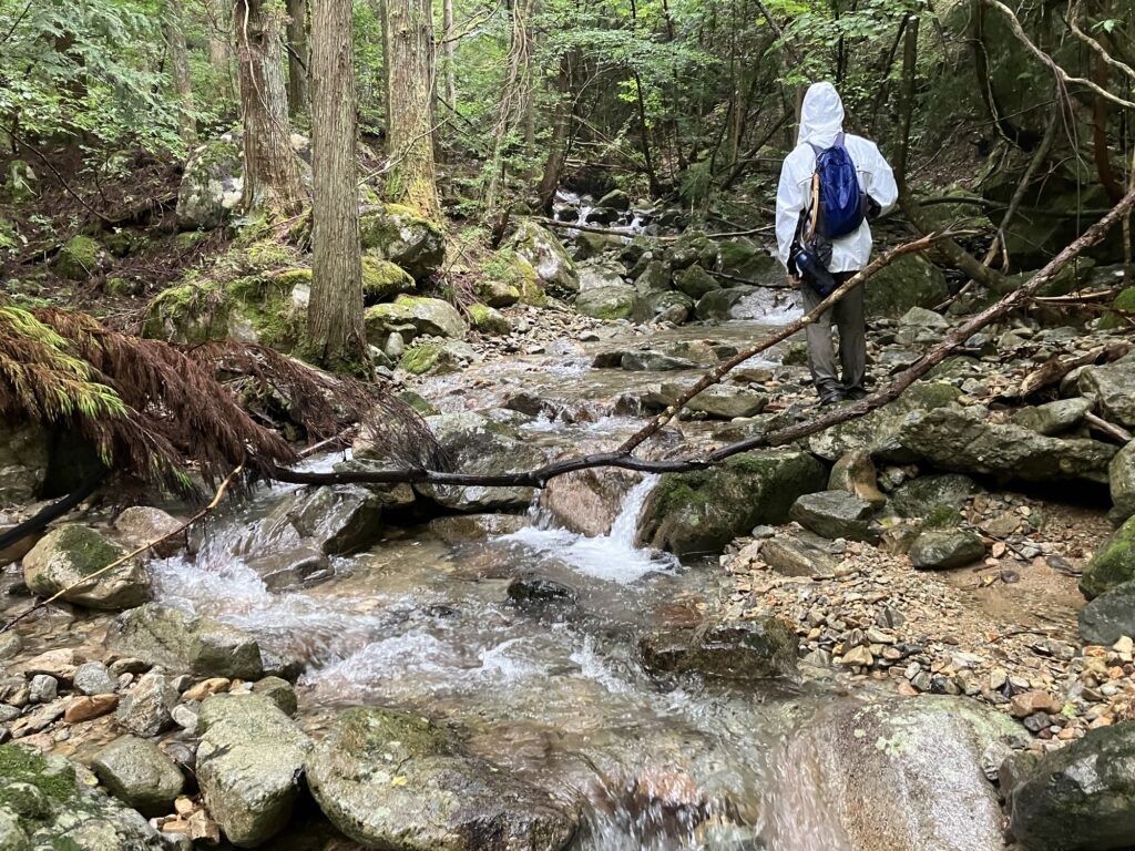 a person standing by a shallow stream in a forested area, surrounded by large trees and rocks
