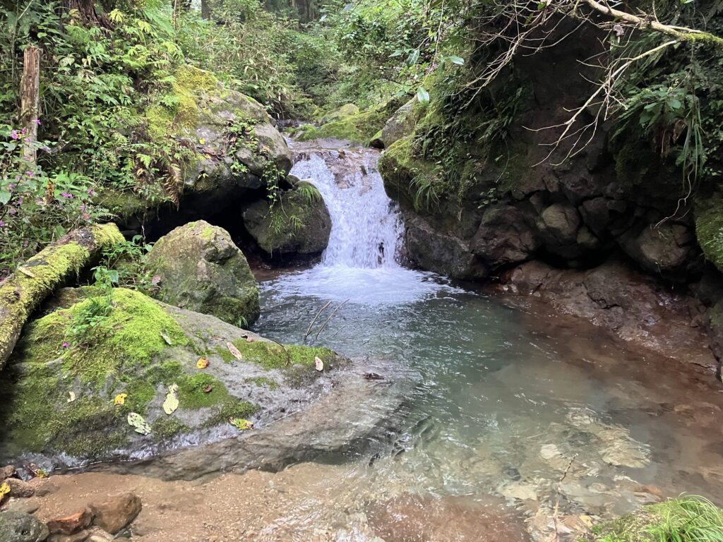 緑豊かな渓流の景色。岩と苔に覆われた場所から水が流れ落ちている。周囲には紅葉の気配が見られ、自然の静けさが感じられる。