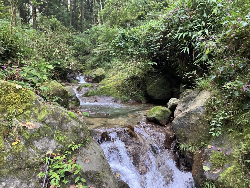 緑に囲まれた渓流の風景。流れる水と岩、周囲の植物が豊かな自然を演出している。