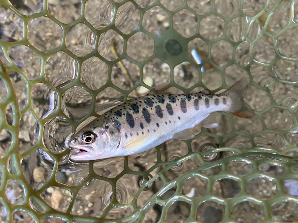 水面に浮かぶネットの中に入ったヤマメの魚。