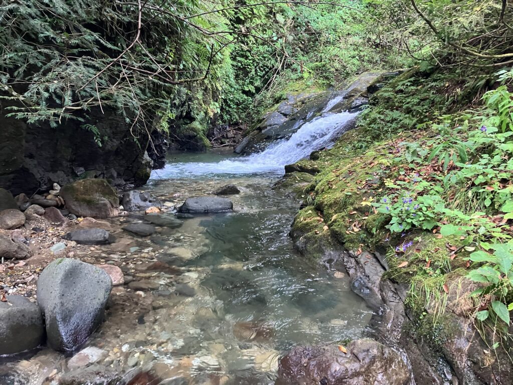緑に囲まれた渓流の風景。穏やかな水が流れ、岸辺には滑らかな石と淡い緑の植物が広がっている。