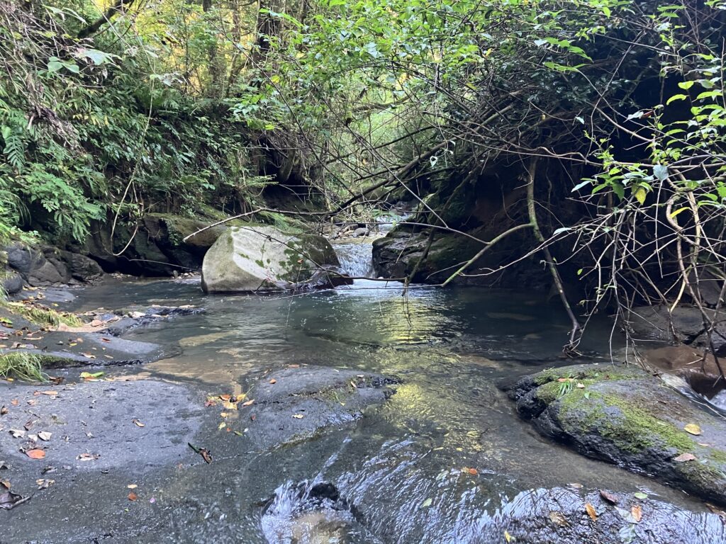流れのある小さな渓流に岩や木々が生い茂る自然の風景。