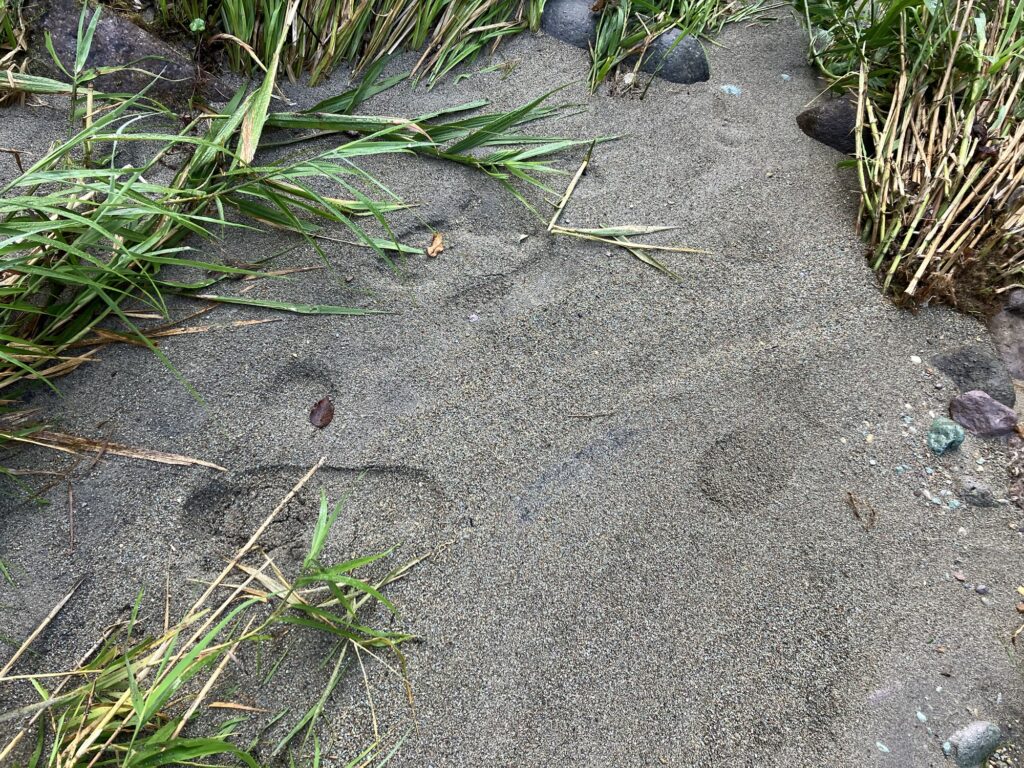 砂の上に足跡が残っている様子、周囲には緑の植物が見える。