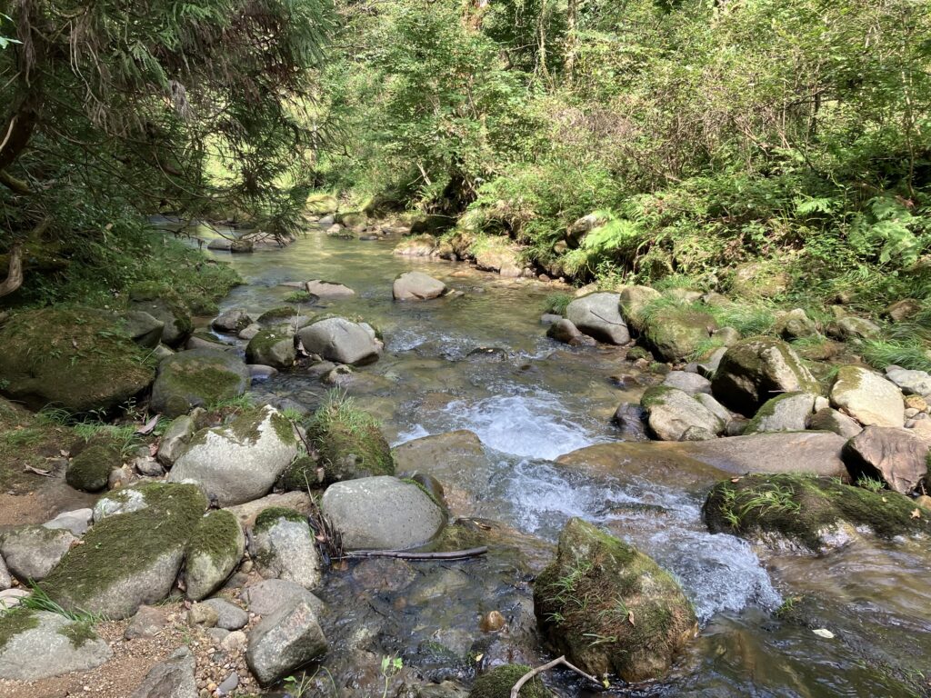 渓流と周囲の自然。水が流れる清流と石が点在する岸辺の風景。