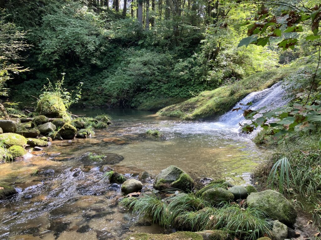 緑豊かな渓流の景色。静かな水面に映る木々と小さな滝が見える。