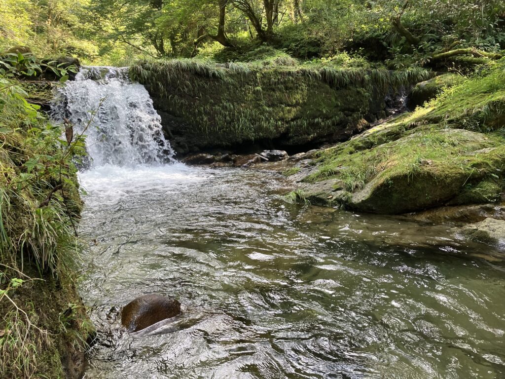 渓流の滝と清流が流れる自然の風景。緑豊かな植物に囲まれた水場で、岩と水草が見える。