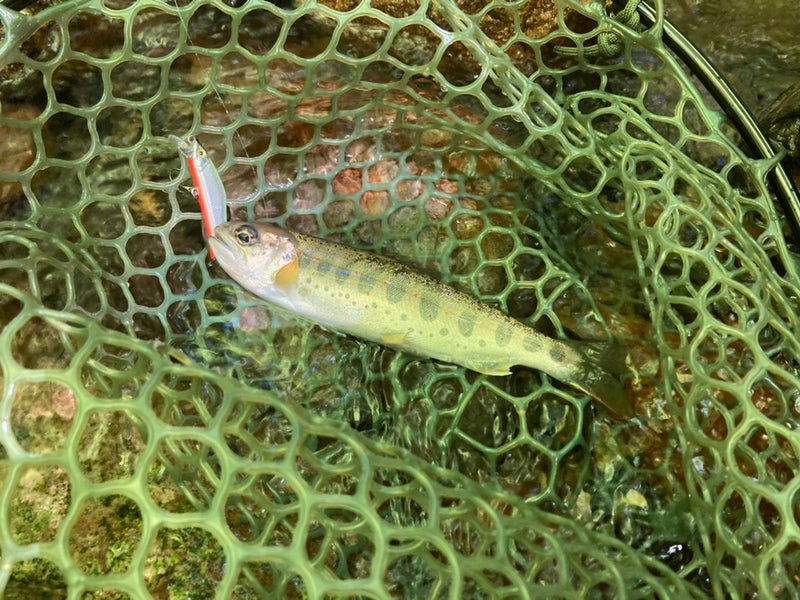 十津川村の大野川の上流部で釣れた16ｃｍのアマゴ
