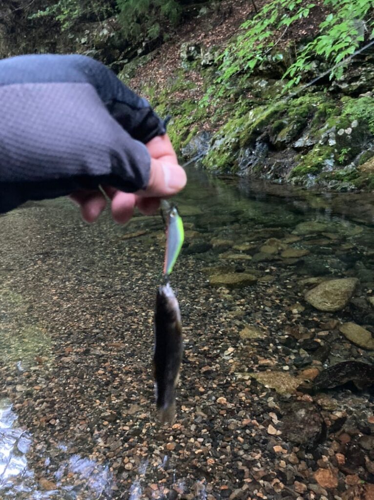 スミスDコンタクトにヒットしたアブラハヤ