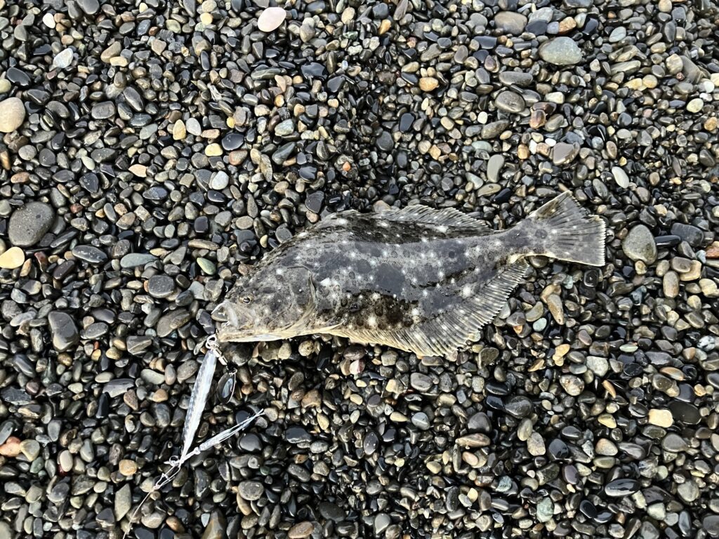 七里御浜でヒットしたヒラメ（ソゲ）