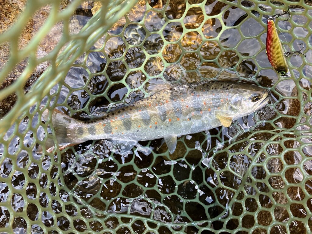 馬瀬川上流漁協エリアの本流で釣った24ｃｍのアマゴ
