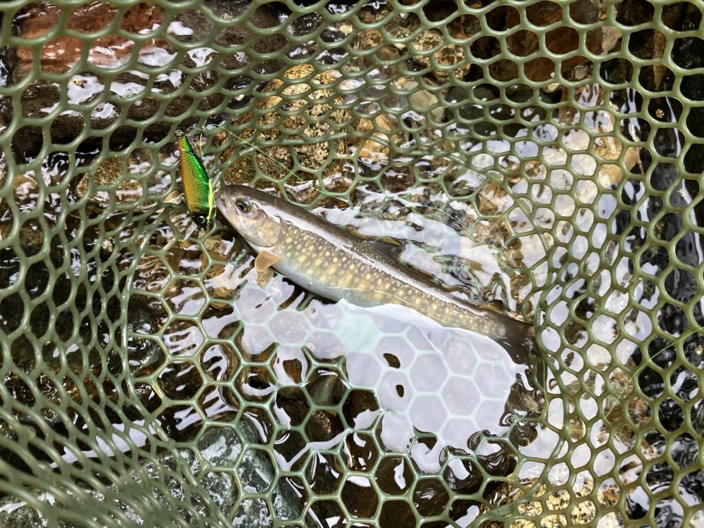 馬瀬川上流の枝沢で釣ったイワナ