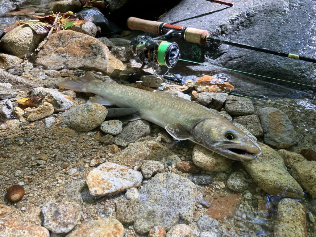 岐阜県馬瀬川上流の沢で釣った37.5cmのイワナ